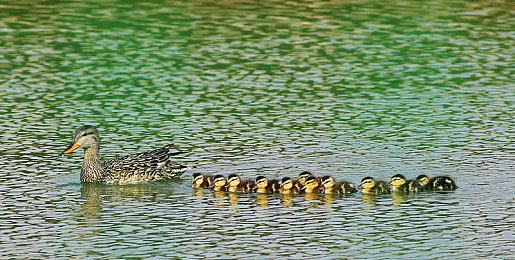 《魔戒：咕噜》Steam好评率仅为33% 不推荐游玩